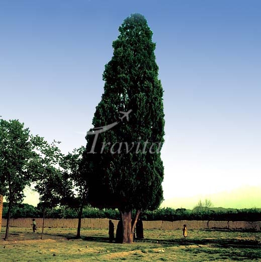 500 Years Old Cypress Tree – Qom