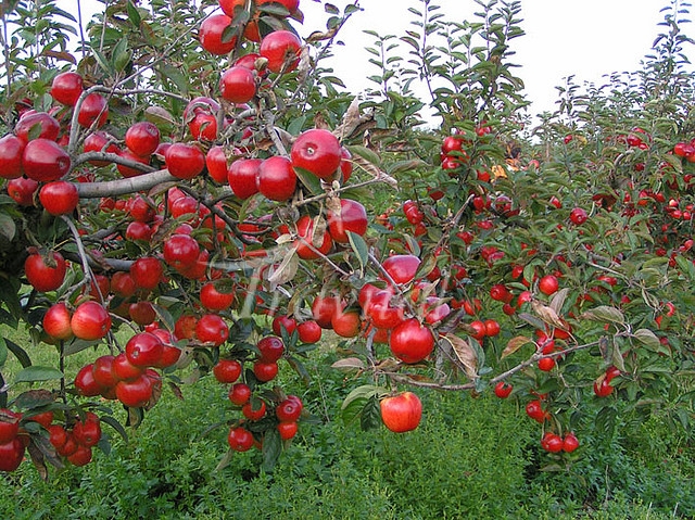 Apple Garden – Karaj
