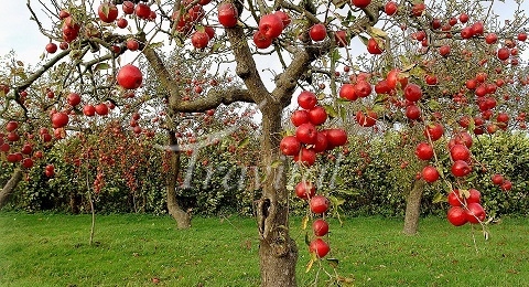 Apple Garden – Karaj
