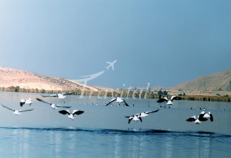Arjan Lake and Wetland – Shiraz