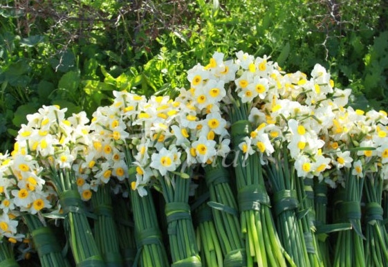 Daffodil Flowerbed – Kazeroon