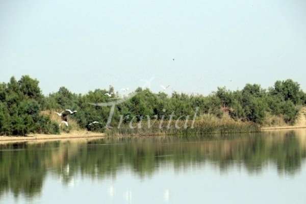 Helleh Wetland – Bushehr