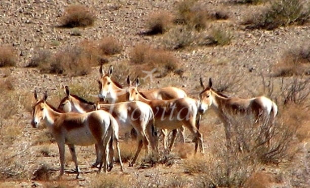 Kavir (Desert) National Park and Wildlife – Qom