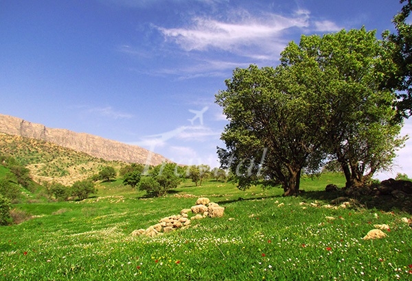 Kermanshah Plains – Kermanshah