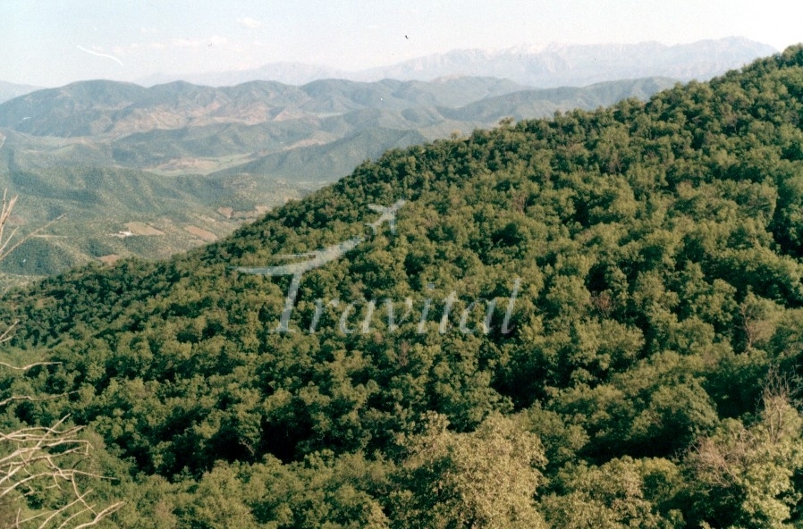 Marivan Forests – Marivan
