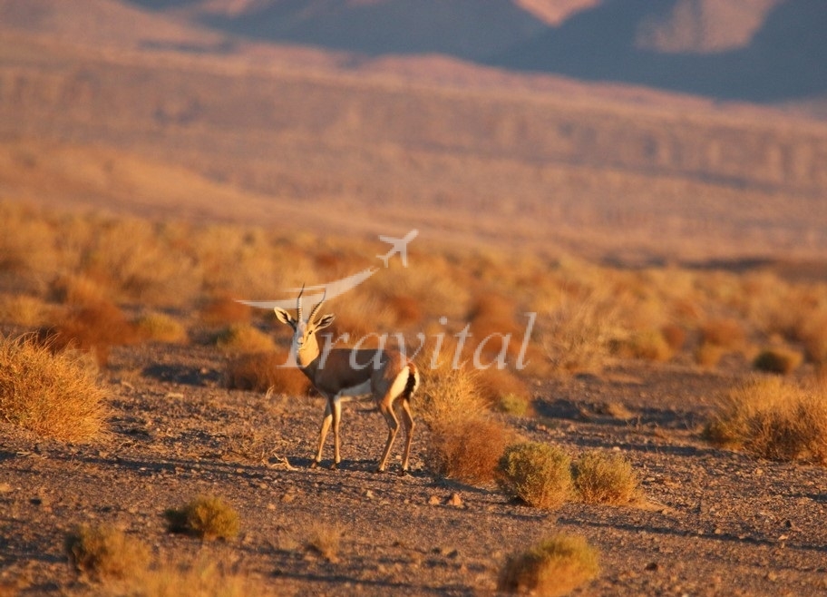 Protected Wildlife Zones – Yazd