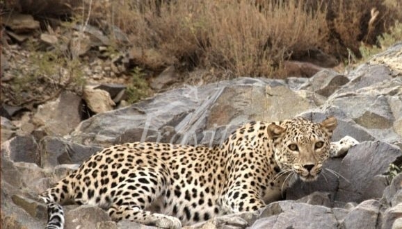 Protected Wildlife Zones and Hunting Sites – Kermanshah