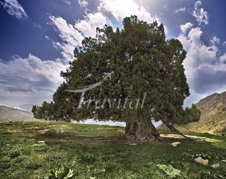 Urs Tree – Karaj